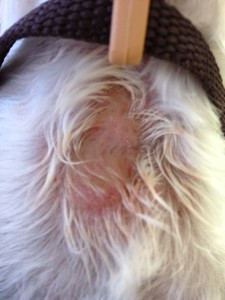 This is a hot spot on the neck of a dog was recently groomed. 