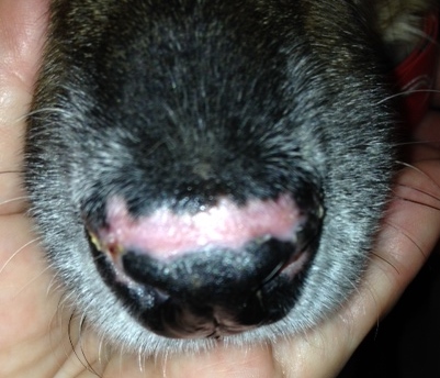Discoid Lupus Erythematosus Dle In Dogs Dr Nelson S