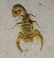 Scorpion close up