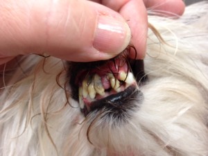 k9 Teeth in place