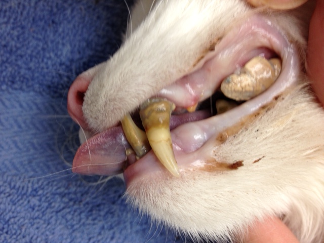 Periodontal Disease in Dogs and Cats - Dr. Nelson's ...