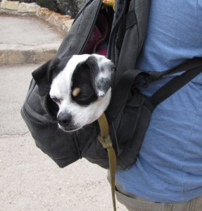 Freddie the backpacking dog 2015B