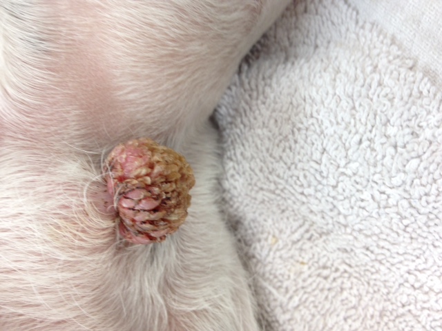 Treatment with papillomas, Giardia hond vanzelf peste