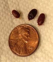 ticks-with-penny