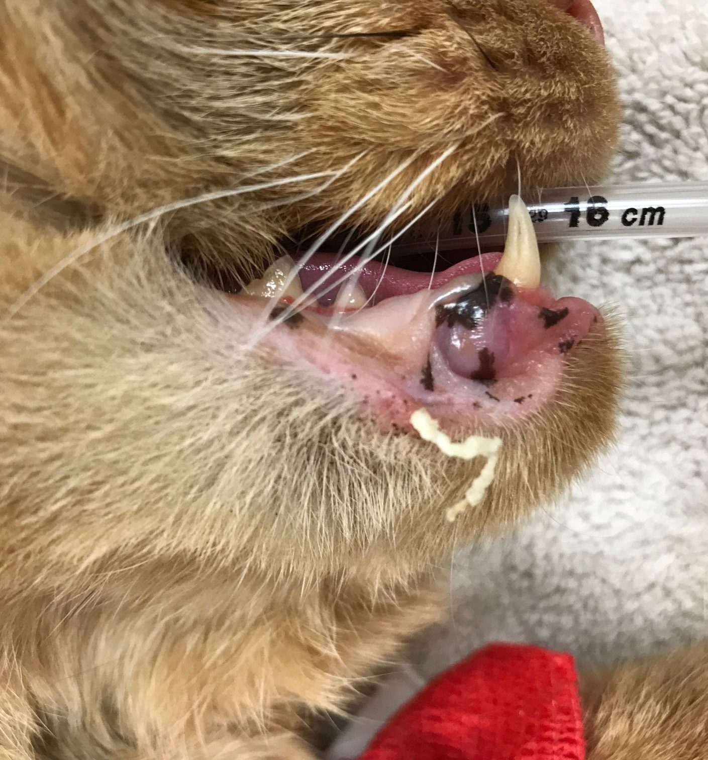 Feline Acne Dr. Nelson's Veterinary Blog