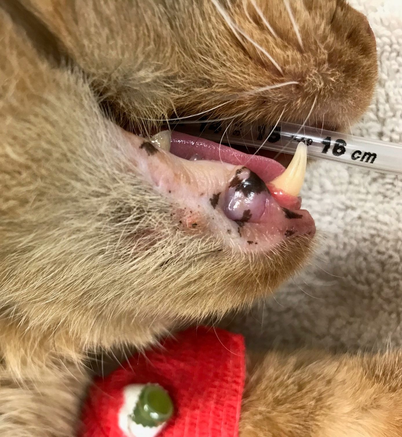 Feline Acne Dr. Nelson's Veterinary Blog