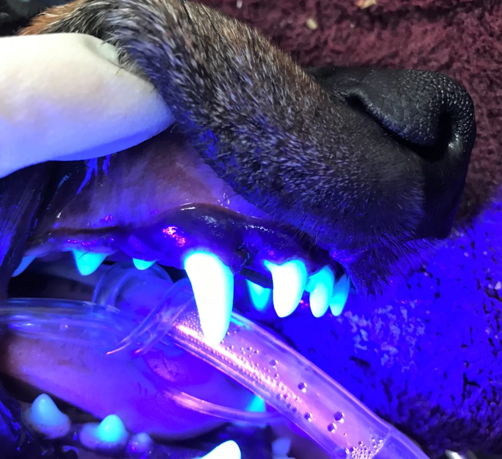 Using Fluorescence to Look For Dental Calculus in Dogs and Cats Dr