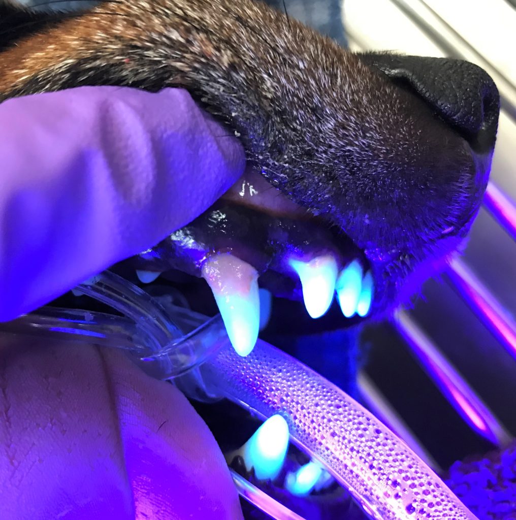 Using Fluorescence to Look For Dental Calculus in Dogs and Cats Dr