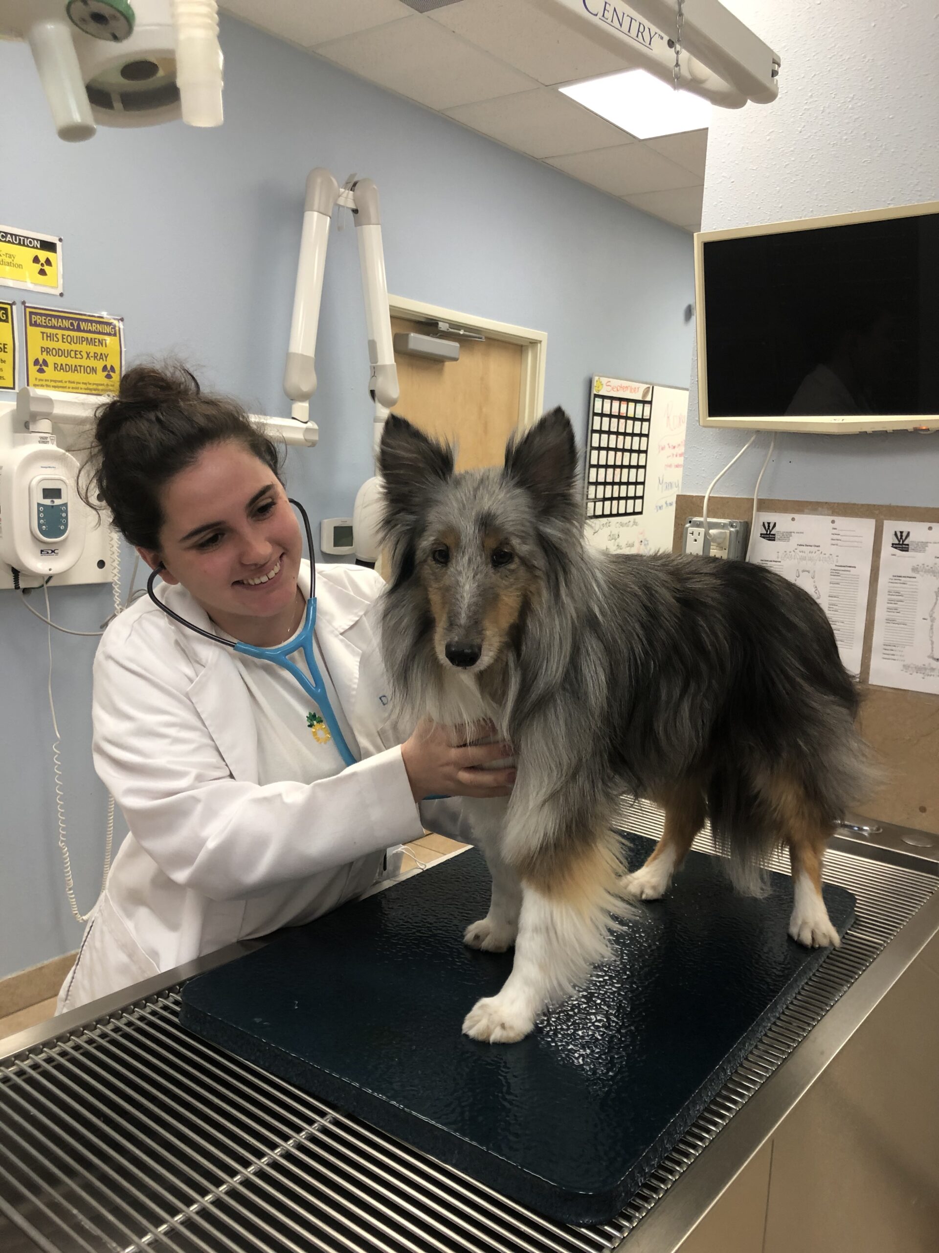 Dr. Elaina Volpe Joins Arizona Skies Animal Hospital – Dr. Nelson's  Veterinary Blog